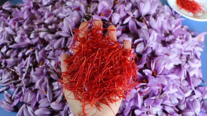 تصویر 4 از زعفران سرگل اصل زینت بخش سفره های ایرانی